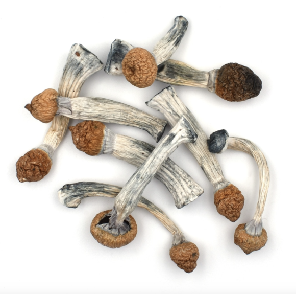 Buy Penis Envy Magic Mushrooms
